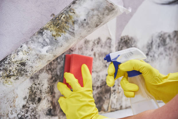 Best Mold Odor Removal Services  in Englewood, FL